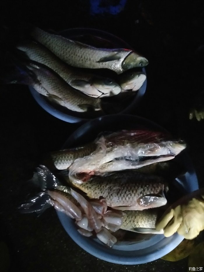 7個小時的戰鬥 丸九餌料釣草魚