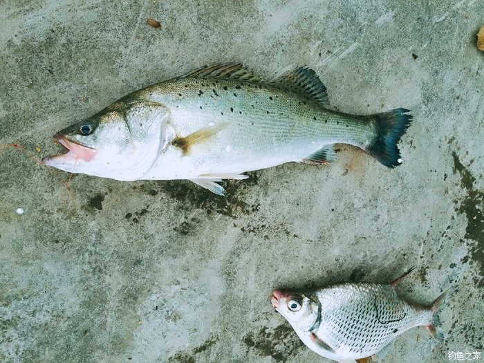 白帝江裡鱸魚肥 自制餌料釣鱸魚