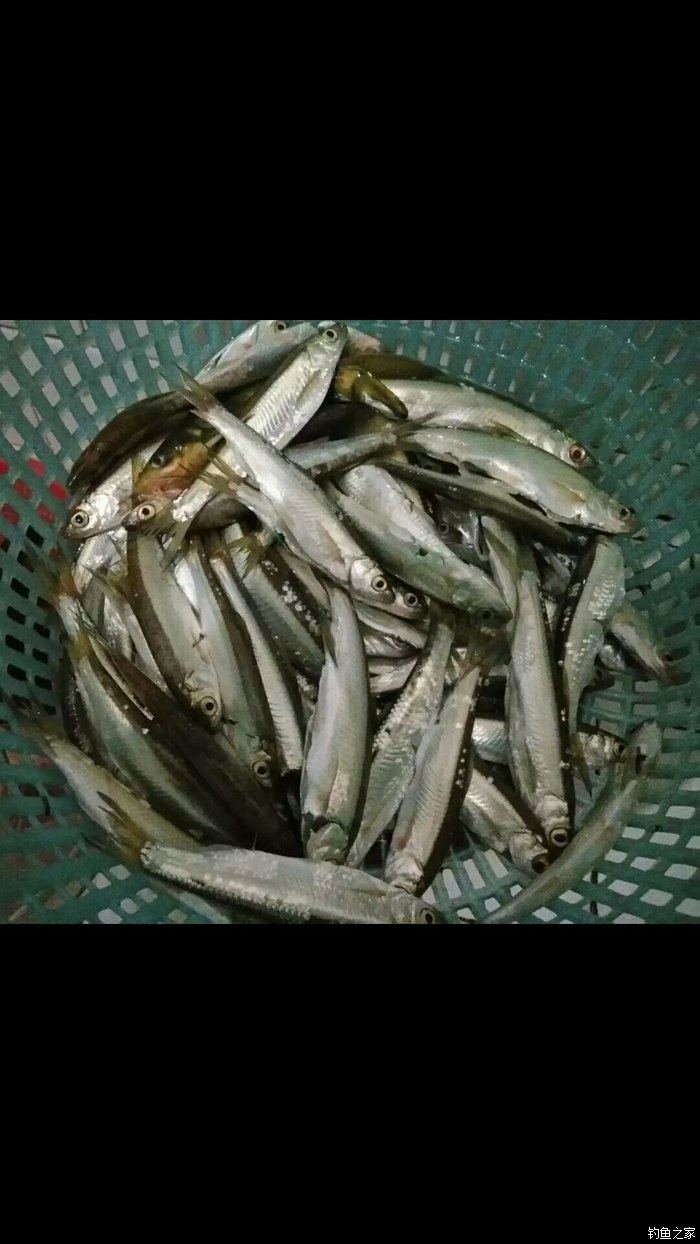 人品有問題,瘋釣小白條.暈 紅蟲餌料釣鯉魚