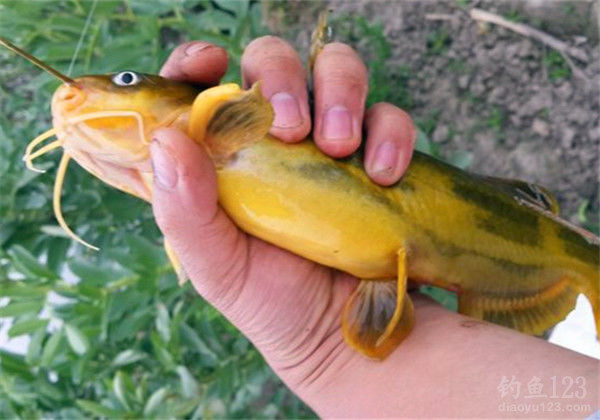 黄颡鱼别名图片