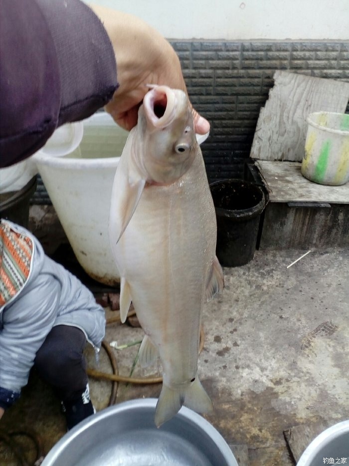 澜沧江的鱼种图片