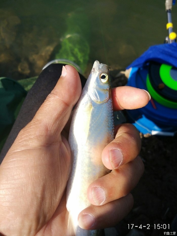 天氣不錯,爽拉白條. 老鬼餌料釣馬口魚