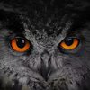 Owl_King
