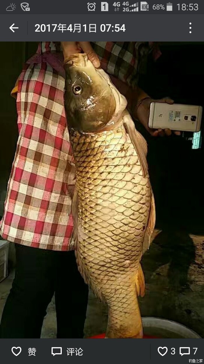 今年钓的大鱼 自制饵料钓鲤鱼