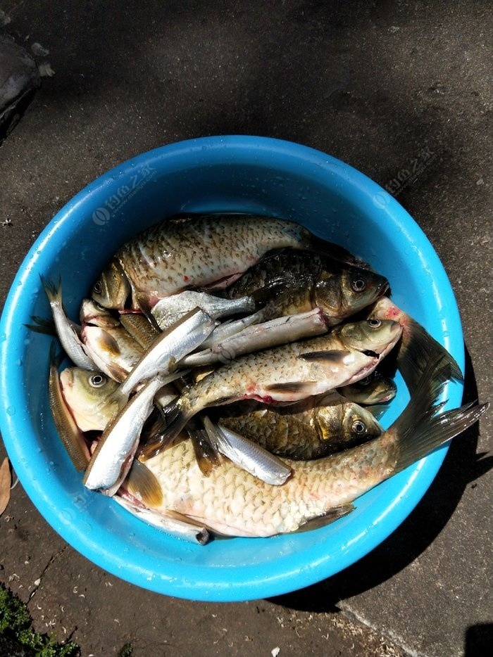 昨天我和兩個釣友去南水水庫釣魚,收穫鯽魚,欄刀.