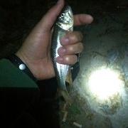 夜钓收获两尾鲤鱼