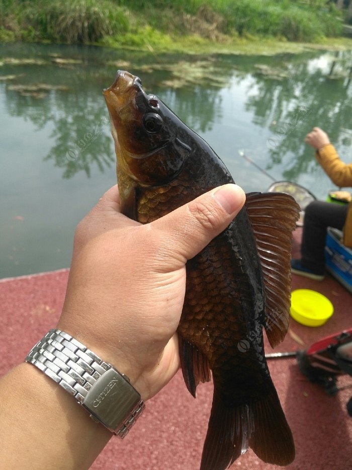 爽钓乌龙鲫