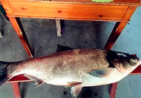夏季浮钓鲢鳙必备的饵料配方制作流程