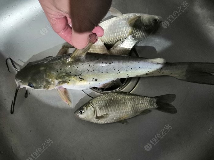 野河夜釣喜獲芝麻劍魚