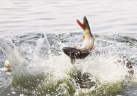 钓鱼人分享实用的提竿遛鱼技巧
