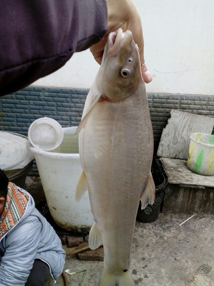 澜沧江最贵的鱼图片