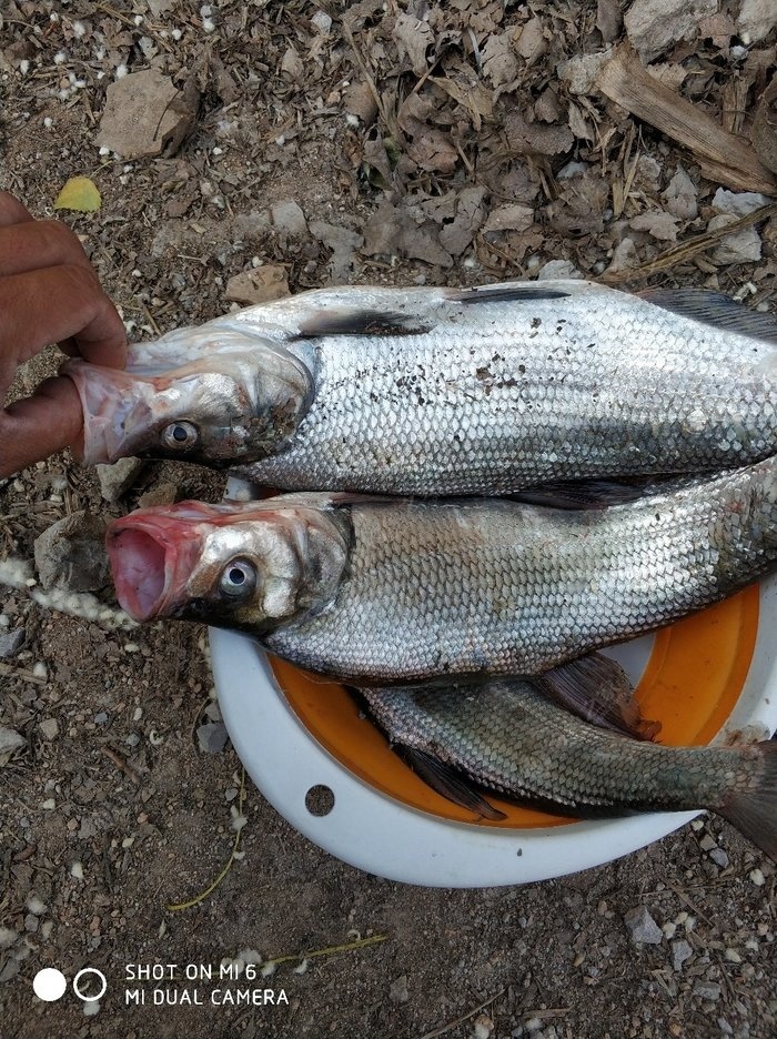 青海路亚鱼种图片