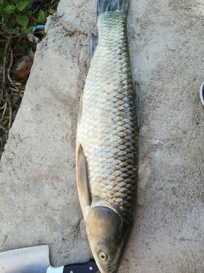 高關水庫野釣草魚,鯿魚.