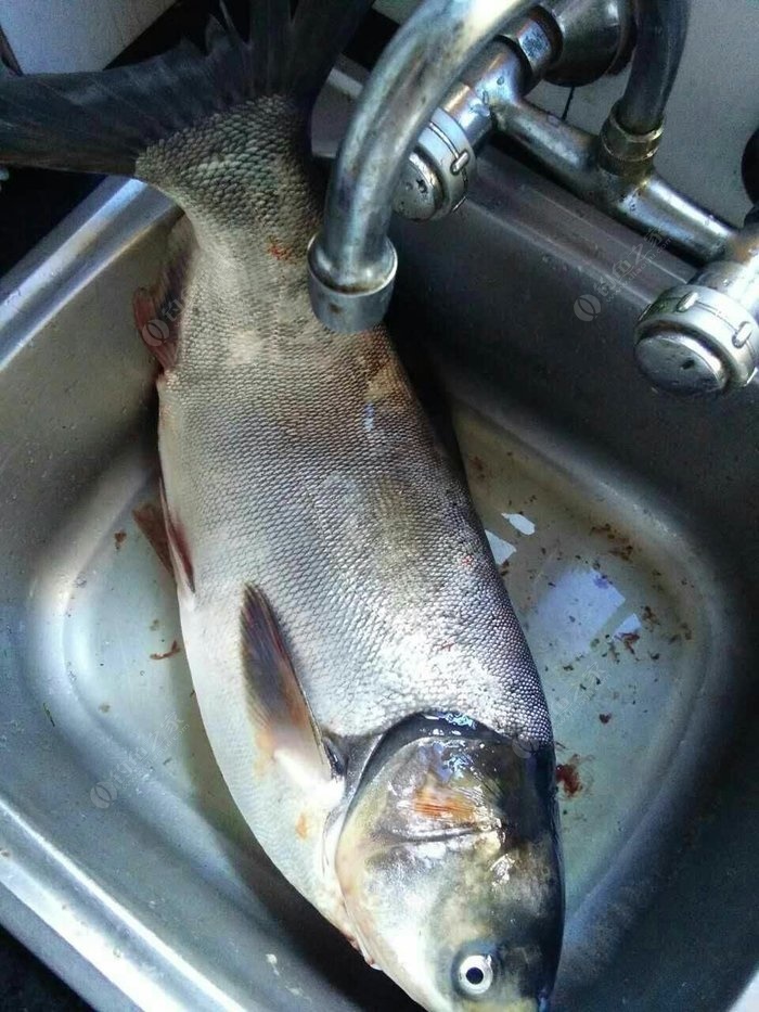 15斤大白鲢鱼图片图片