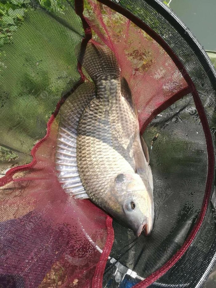 餌對魚,水對風,爆護對彎弓;漁友約釣水庫旁,比賽交流最輕鬆 - 釣魚之