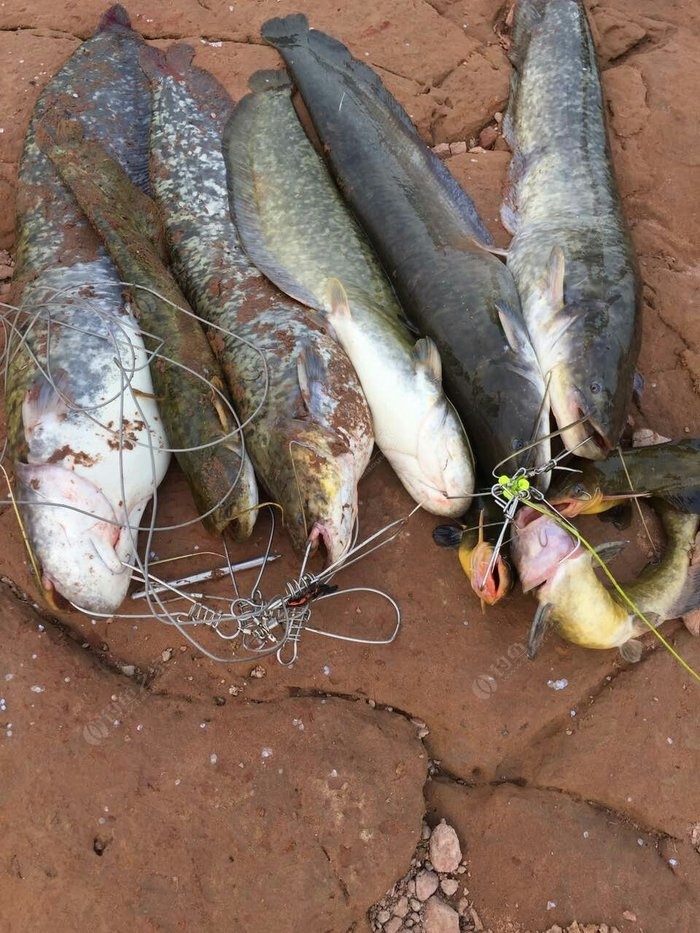 三岔狂拉大口鰱 擬餌釣鯰魚