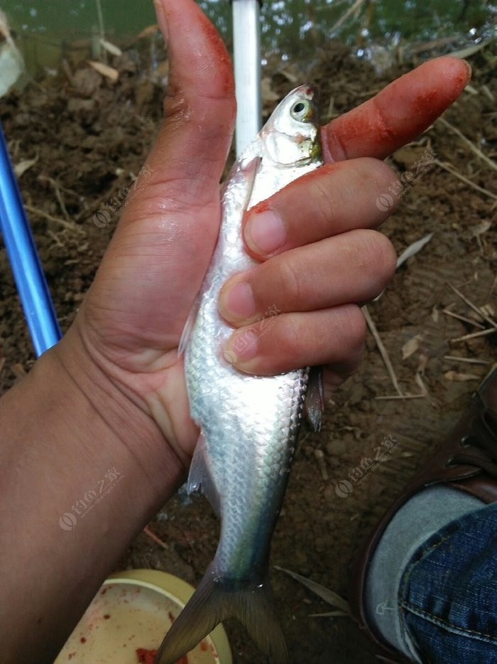 再釣金陵衝法法,可是出門沒看黃曆,敗北了 龍王恨餌料釣羅非魚