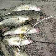 东山岛鱼排猎鲈 又中鱼群 中大货