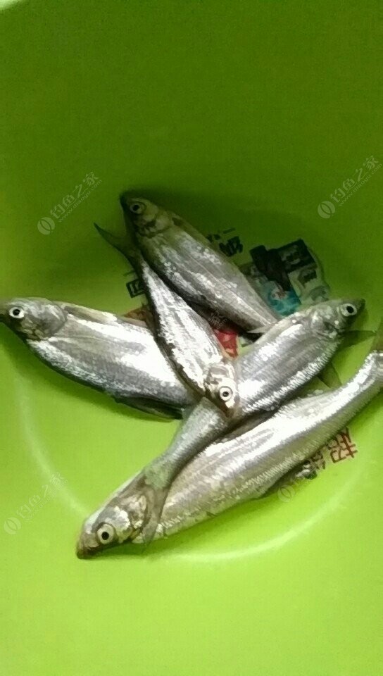 大早上4:30起來就釣這幾條貓魚