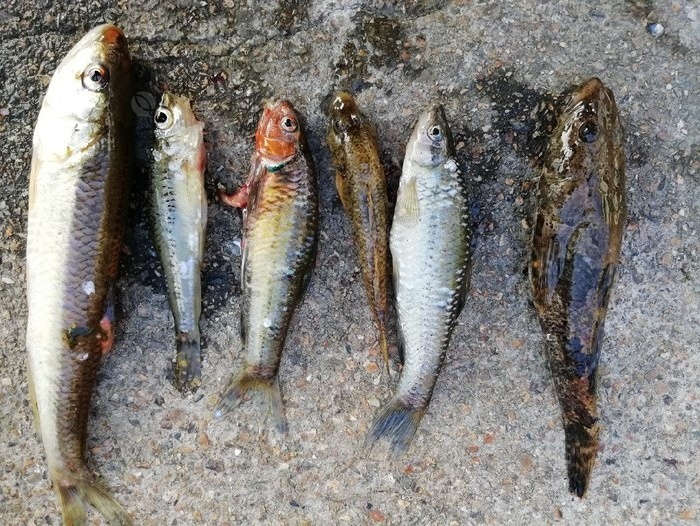 溪坑鱼种类图片