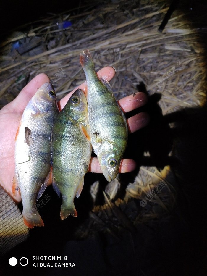 魚不好釣啊,碰了一條鯽魚,幾個五道黑!