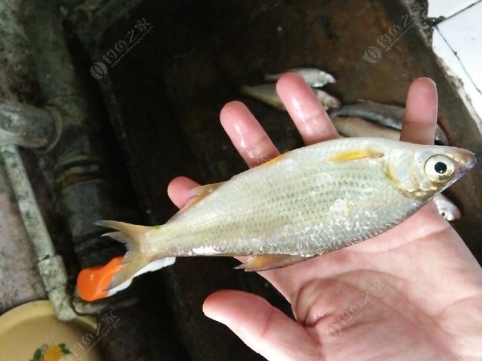 黄尾东鱼深海鱼图片