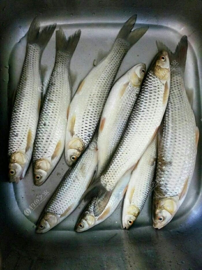 黄河特色鱼类图片