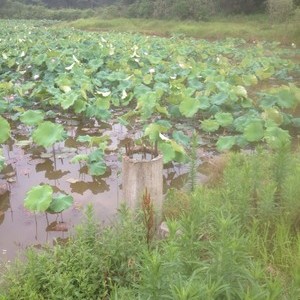 蕉充水库