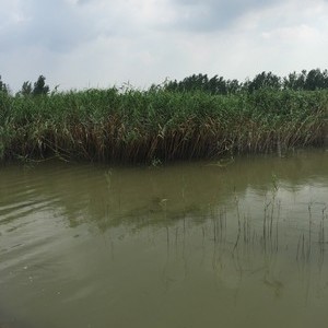 滁河马汊河交界处