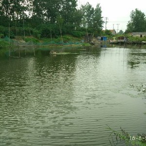 杨村大河