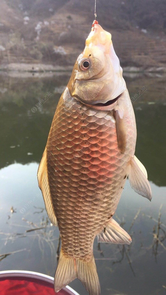 潘家口兩日釣魚之旅,留個紀念 - 釣魚之家