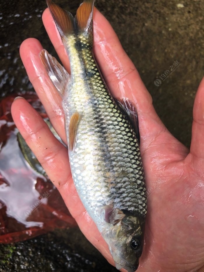 漲過水釣的石斑魚個頭好大啊