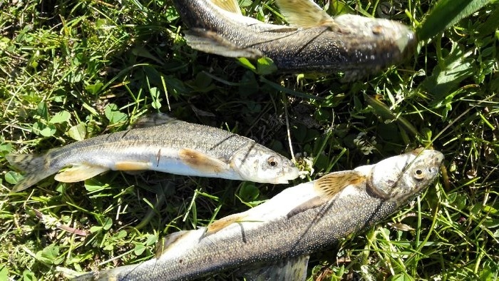 新疆冷水鱼品种图片
