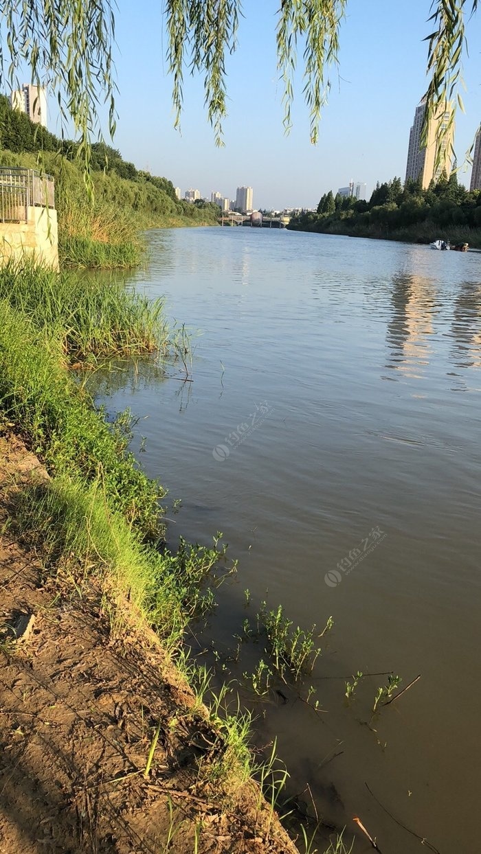 今天早上废黄河边散步,看到人钓鱼就不走了