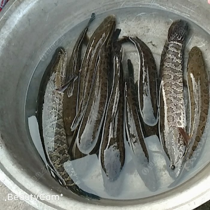 野生怒江蛇鱼图片图片