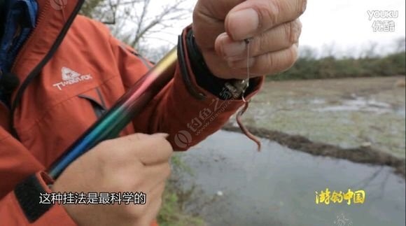 钓鱼怎样挂蚯蚓?图片