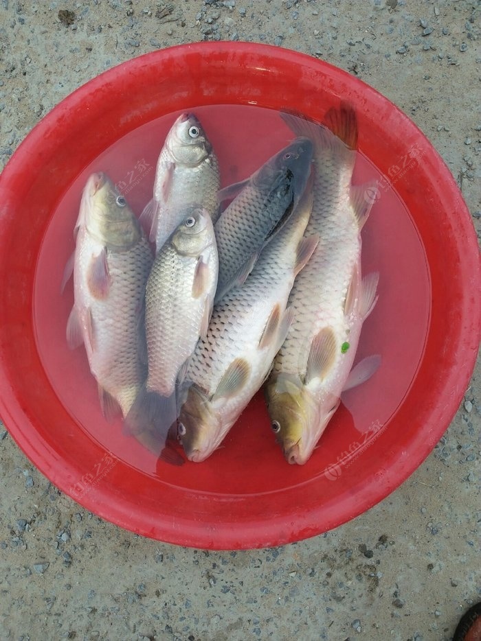 釣野河的最佳魚獲了!