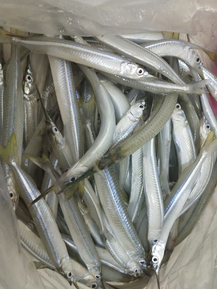 針魚鶴針魚水針魚釣魚釣組