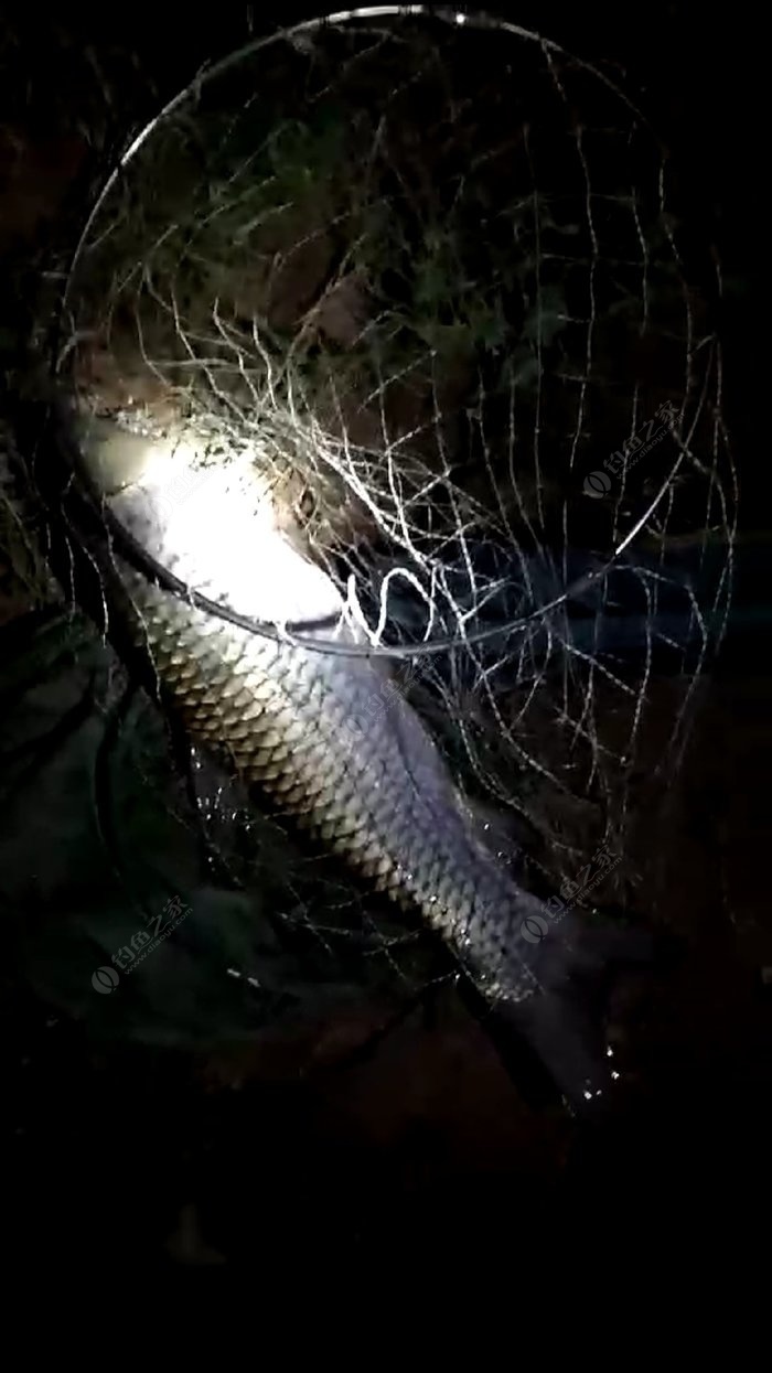 夜钓草鱼鱼获图片