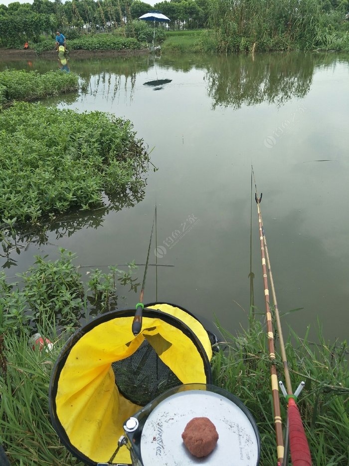 雨天出釣不利!狂拉餐條 化氏餌料釣黃顙魚 - 釣魚之家