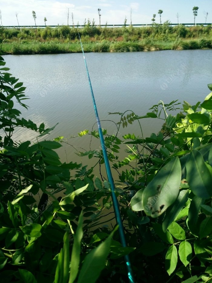 野塘风水好,可惜鱼不咬!鱼星水面冒,旁边虾米跳!